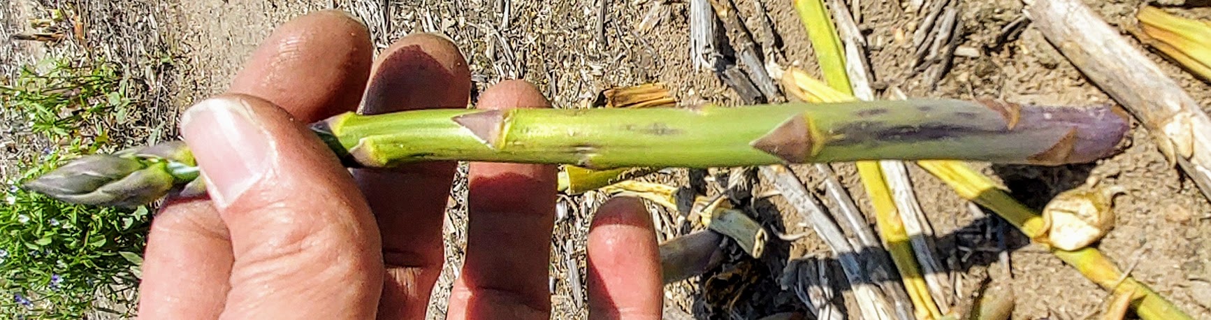 Purple spot on asparagus.